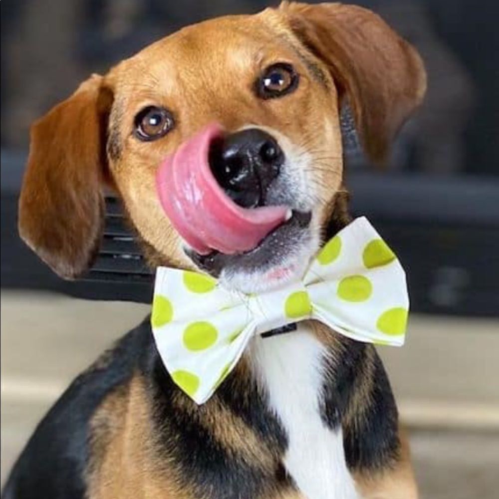 New $38 Saddlebred reversible Silk blend PINK tone mens or dog bow tie bowtie